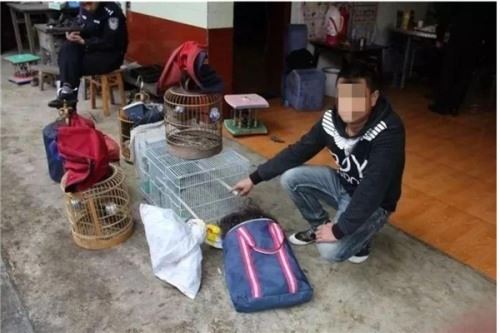 偷运麻雀被罚事件 最终受到法律制裁事件全解