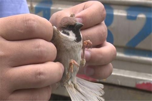 偷运麻雀被罚事件 最终受到法律制裁事件全解