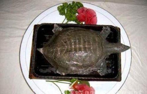 中国十大禁菜名单 人类舌尖上的罪孽(超残忍)