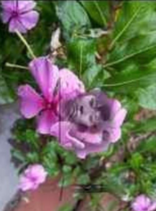 手机灵异软件大合集 各种灵异鬼怪神秘故事