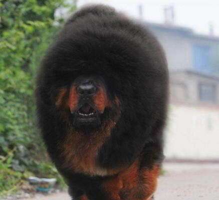 中国第一獒惊天兽 藏獒中的富二代(父母乃千万名獒)