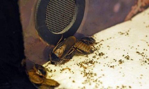 杜比亚蟑螂吃什么 杜比亚蟑螂饲养方法注意事项