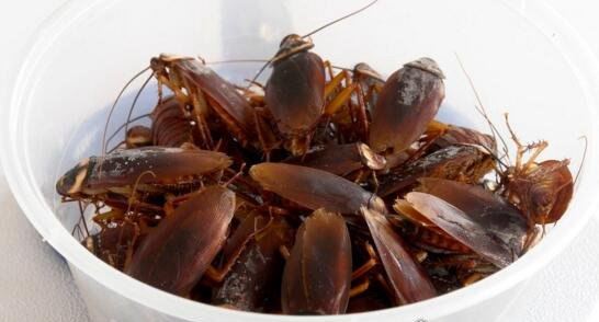 杜比亚蟑螂吃什么 杜比亚蟑螂饲养方法注意事项