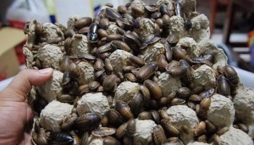 杜比亚蟑螂吃什么 杜比亚蟑螂饲养方法注意事项