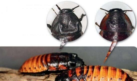 杜比亚蟑螂吃什么 杜比亚蟑螂饲养方法注意事项