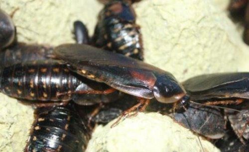 杜比亚蟑螂吃什么 杜比亚蟑螂饲养方法注意事项