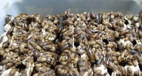 杜比亚蟑螂吃什么 杜比亚蟑螂饲养方法注意事项