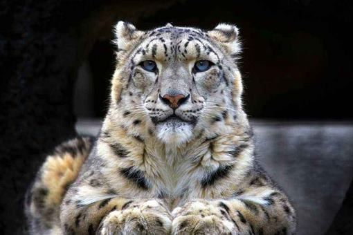 世界珍稀动物第一名是什么?世界珍稀动物排行榜