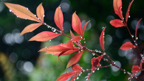 2022年梅雨季节几号出梅