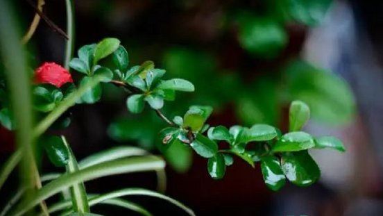 2022年梅雨季节几号出梅
