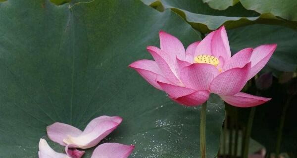 余秀华最好的十三首诗 每一个人都是生活的歌颂者（农村女诗人）