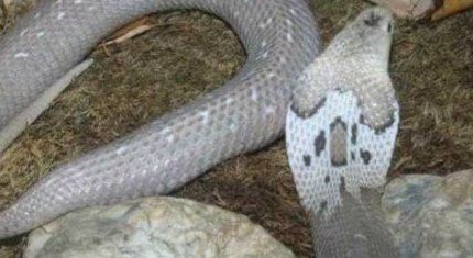 世界上食性最广泛的蛇 舟山眼镜蛇（中国十大毒蛇之一）