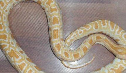 世界上食性最广泛的蛇 舟山眼镜蛇（中国十大毒蛇之一）