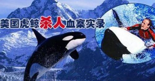世界上最恐怖的鲸鱼 海洋霸主虎鲸(长相很萌但超凶残)