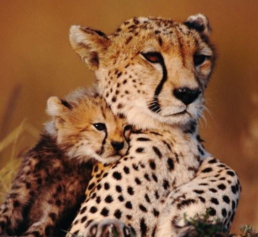 哪种动物的叫声和猫咪差不多？