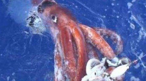 世界上最大的乌贼图片 大王乌贼长80米重达50吨（常与鲸鱼搏斗）