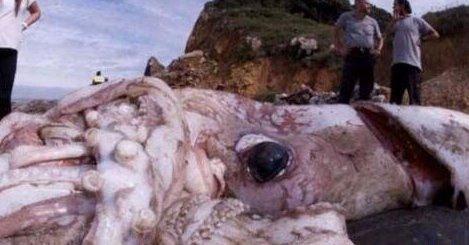 世界上最大的乌贼图片 大王乌贼长80米重达50吨（常与鲸鱼搏斗）