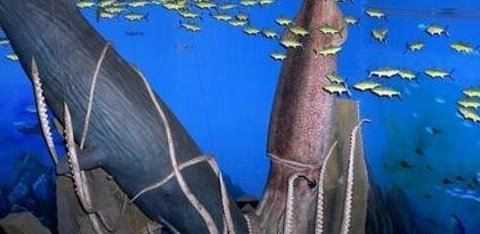 世界上最大的乌贼图片 大王乌贼长80米重达50吨（常与鲸鱼搏斗）