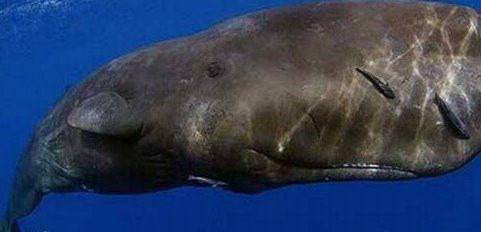 世界上最大的乌贼图片 大王乌贼长80米重达50吨（常与鲸鱼搏斗）