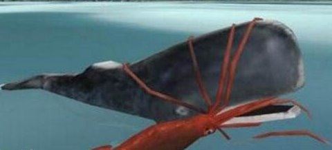 世界上最大的乌贼图片 大王乌贼长80米重达50吨（常与鲸鱼搏斗）