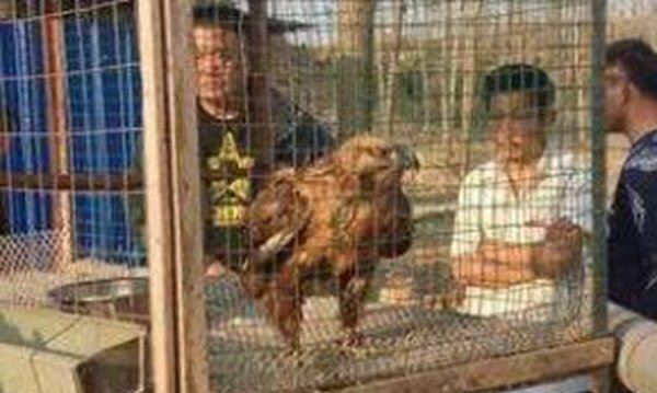 关进鸡笼是什么梗？鸡笼警告是什么意思