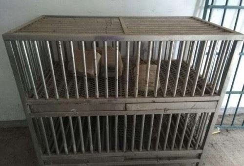 关进鸡笼是什么梗？鸡笼警告是什么意思