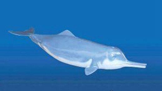 白鳍豚灭绝了吗 长江女神或已灭绝(迄今为止未再现身)