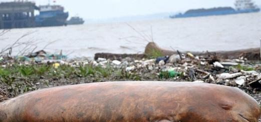 白鳍豚灭绝了吗 长江女神或已灭绝(迄今为止未再现身)