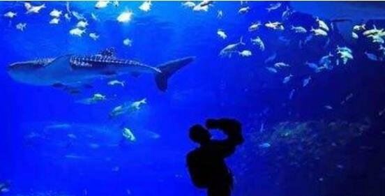 深蓝孩童恐怖真相 深蓝儿童十大觉醒征兆多次预言悲惨事件