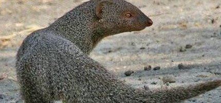 蛇玝 蛇的天敌不惧毒液(附蛇玝大战眼镜蛇图解)