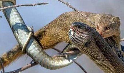 蛇玝 蛇的天敌不惧毒液(附蛇玝大战眼镜蛇图解)