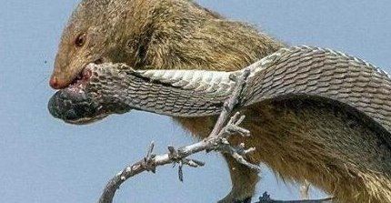 蛇玝 蛇的天敌不惧毒液(附蛇玝大战眼镜蛇图解)