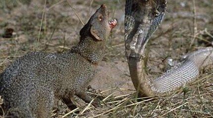 蛇玝 蛇的天敌不惧毒液(附蛇玝大战眼镜蛇图解)