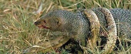 蛇玝 蛇的天敌不惧毒液(附蛇玝大战眼镜蛇图解)