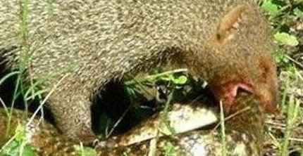 蛇玝 蛇的天敌不惧毒液(附蛇玝大战眼镜蛇图解)