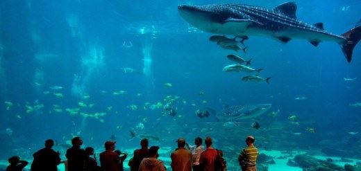 世界上最大的水族馆