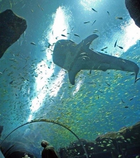 世界上最大的水族馆