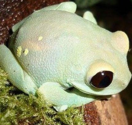 世界上最毒的青蛙 黄金箭毒蛙除人类再无天敌(以身养毒)