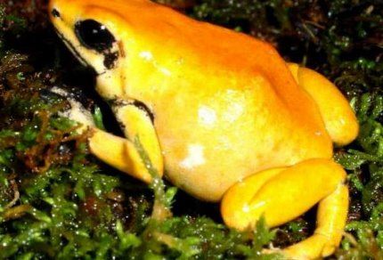 世界上最毒的青蛙 黄金箭毒蛙除人类再无天敌(以身养毒)