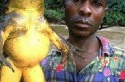 世界上最毒的青蛙 黄金箭毒蛙除人类再无天敌(以身养毒)