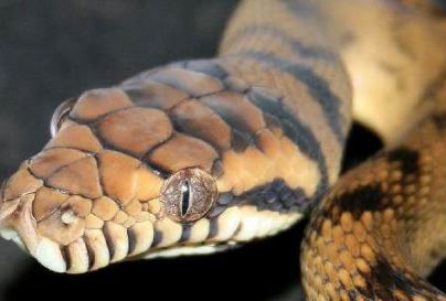 世界上最大的蛇 体重达250公斤