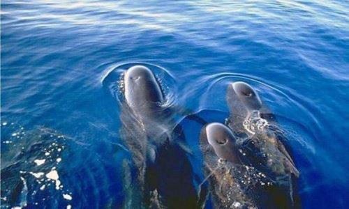 领航鲸为什么叫领航鲸？随渔船不停跳跃引路智商超高