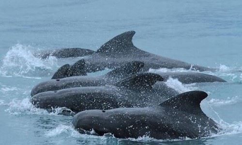 领航鲸为什么叫领航鲸？随渔船不停跳跃引路智商超高