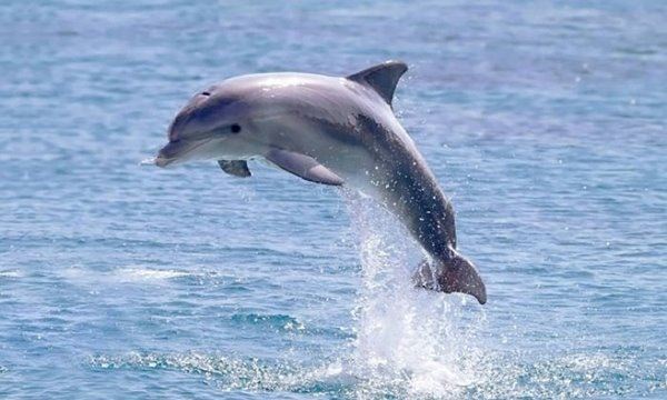 领航鲸为什么叫领航鲸？随渔船不停跳跃引路智商超高