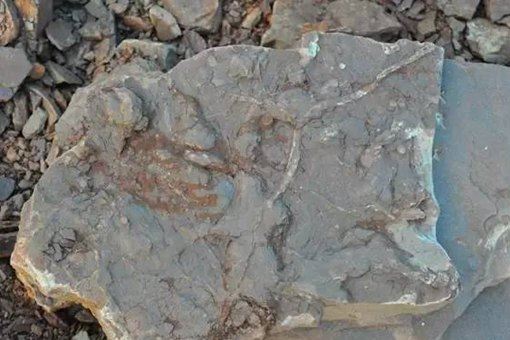 亚洲现霸王龙足迹 亚洲第一次发现霸王龙足迹在什么地方？