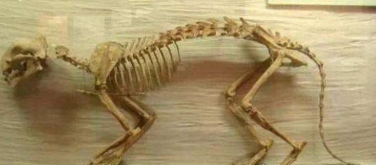 恐猫是人类远祖的天敌 攻击力强大还喜欢夜间偷袭