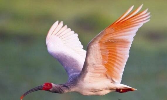 我国珍稀动物有哪些？我国十大珍稀动物排行(白鳍豚数量最少)