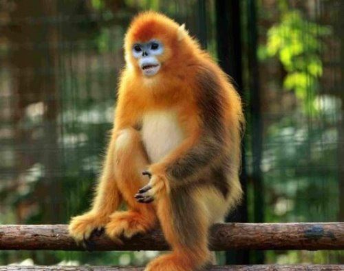 我国珍稀动物有哪些？我国十大珍稀动物排行(白鳍豚数量最少)