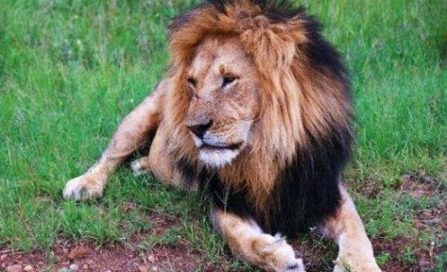 狮群的狩猎主要是由雄狮来完成的吗 并不是(6月7日蚂蚁庄园答案)