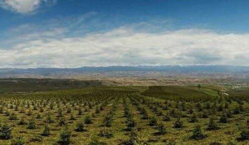 地球比20年前更绿了 中国和印度为地球变绿做出巨大贡献